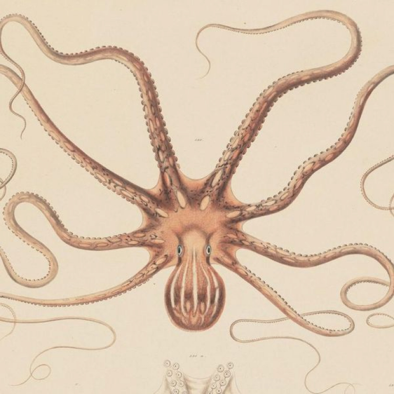 thermoctopus 600x600